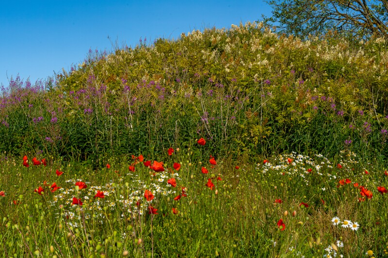 papaver-dubium 2023-07-15 1-11