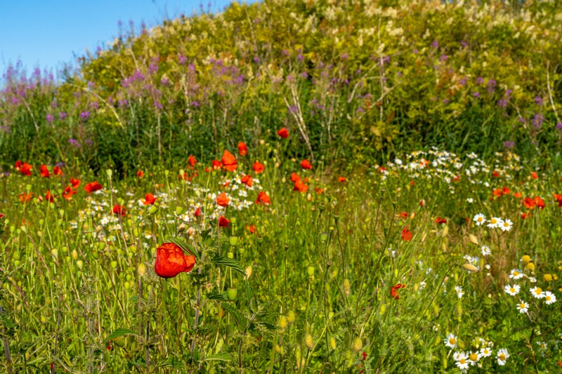 papaver-dubium 2023-07-15 1-12