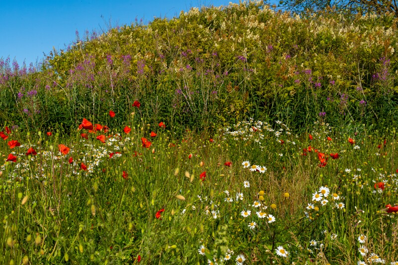papaver-dubium 2023-07-15 1-14