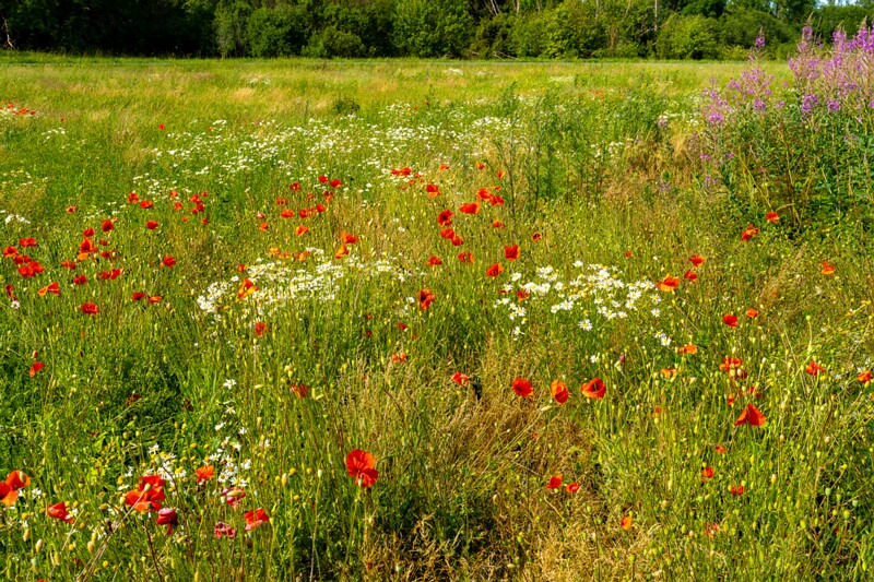 papaver-dubium 2023-07-15 1-2