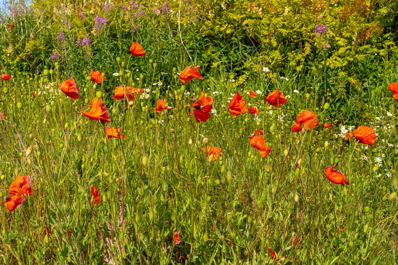 papaver-dubium 2023-07-15 1-4