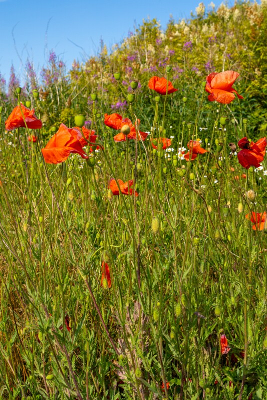 papaver-dubium 2023-07-15 1-6