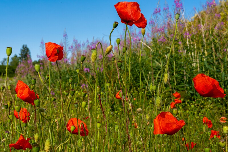 papaver-dubium 2023-07-15 1-9