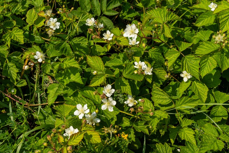 rubus-caesius 2023-07-15 1-1