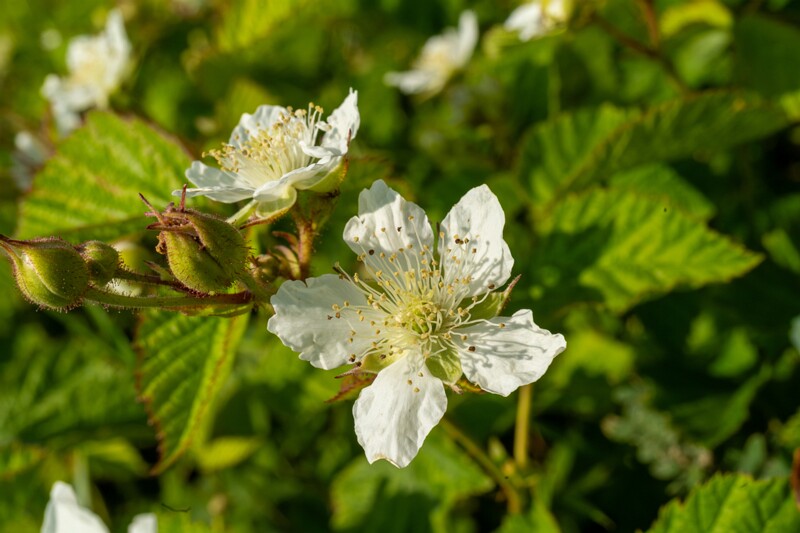 rubus-caesius 2023-07-15 1-10