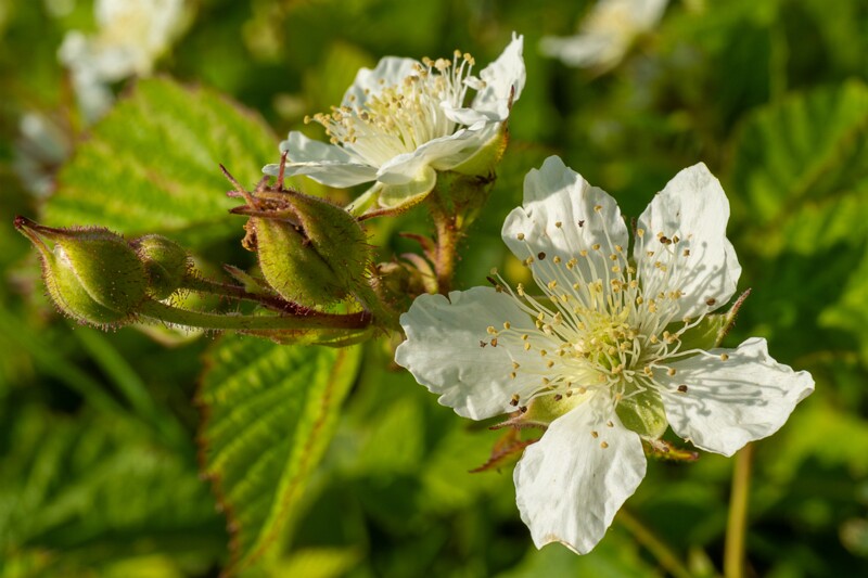 rubus-caesius 2023-07-15 1-11