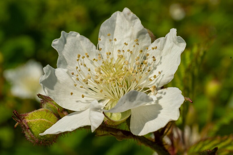 rubus-caesius 2023-07-15 1-12