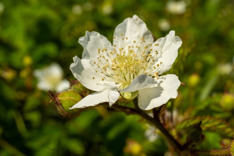 rubus-caesius 2023-07-15 1-13