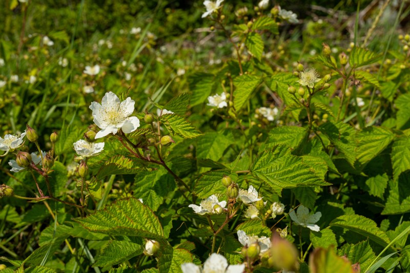 rubus-caesius 2023-07-15 1-15