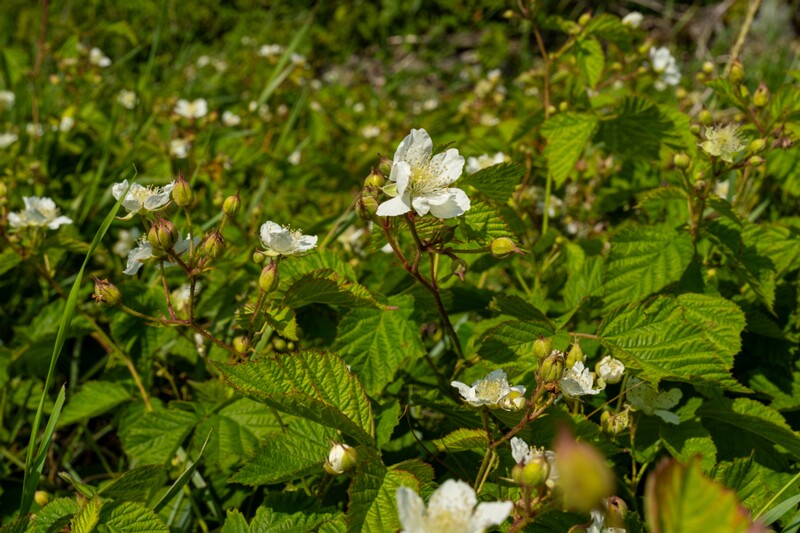 rubus-caesius 2023-07-15 1-16