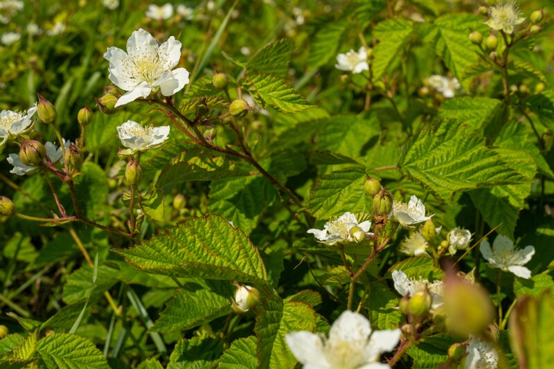 rubus-caesius 2023-07-15 1-18
