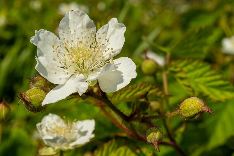 rubus-caesius 2023-07-15 1-19