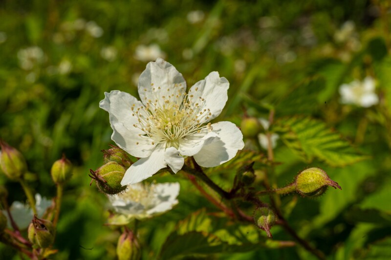 rubus-caesius 2023-07-15 1-21