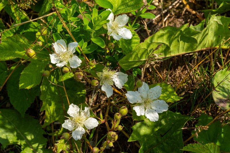 rubus-caesius 2023-07-15 1-22