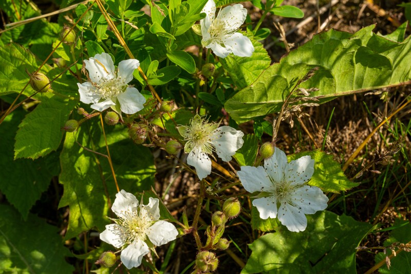 rubus-caesius 2023-07-15 1-24