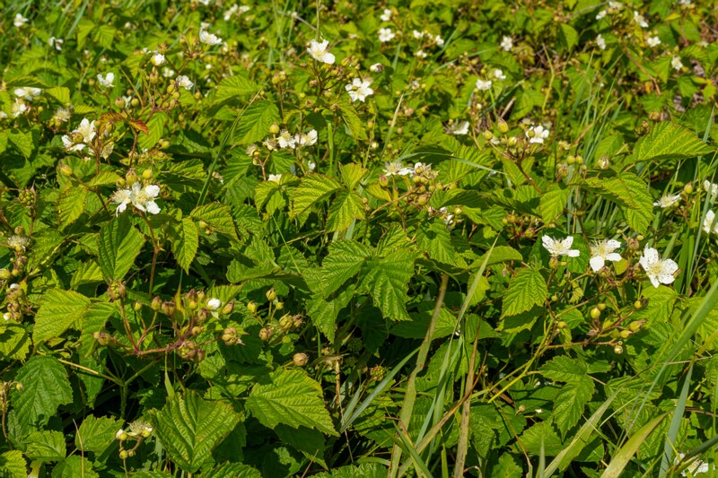 rubus-caesius 2023-07-15 1-3