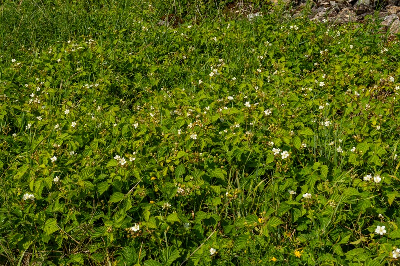 rubus-caesius 2023-07-15 1-5