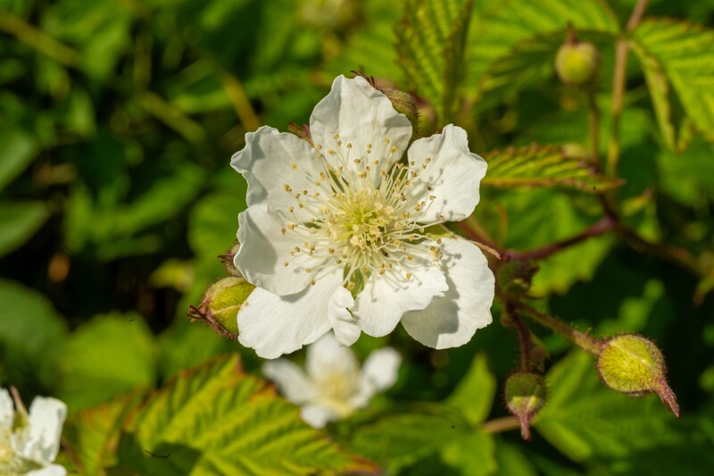 rubus-caesius 2023-07-15 1-7