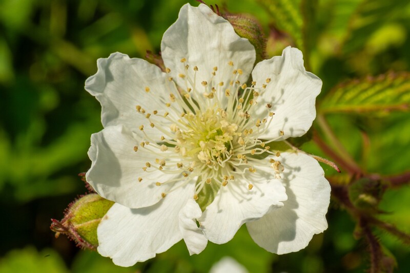 rubus-caesius 2023-07-15 1-8