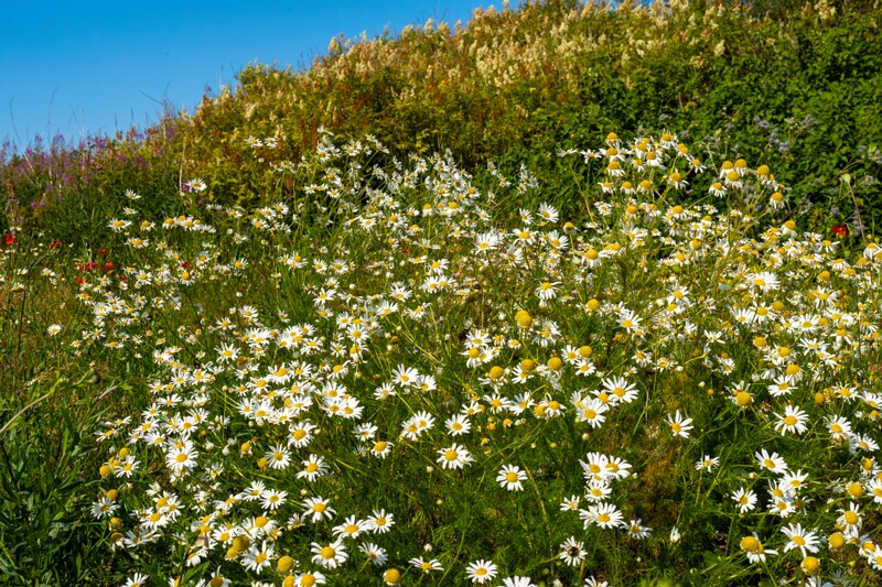 matricaria-chamomilla 2023-07-15 1-5