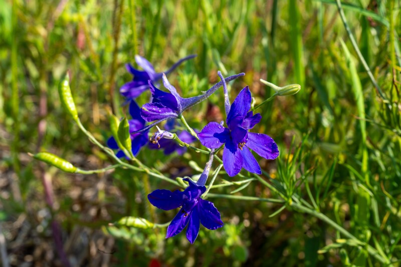 et. Põld-varesjalg, en. forking larkspur, lat. Consolida regalis