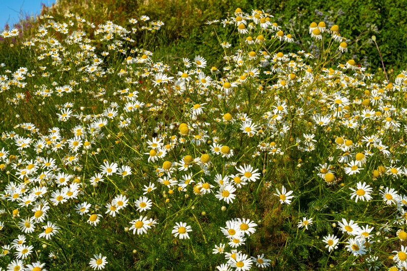 et. Teekummel, en. german chamomile, lat. Matricaria chamomilla