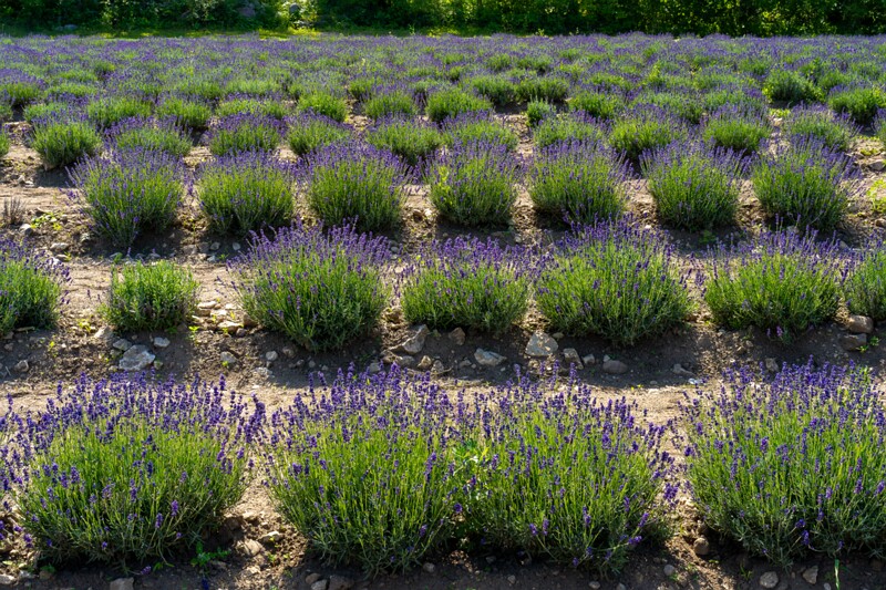 sootsu-lavendel- 2023-07-15 1-1