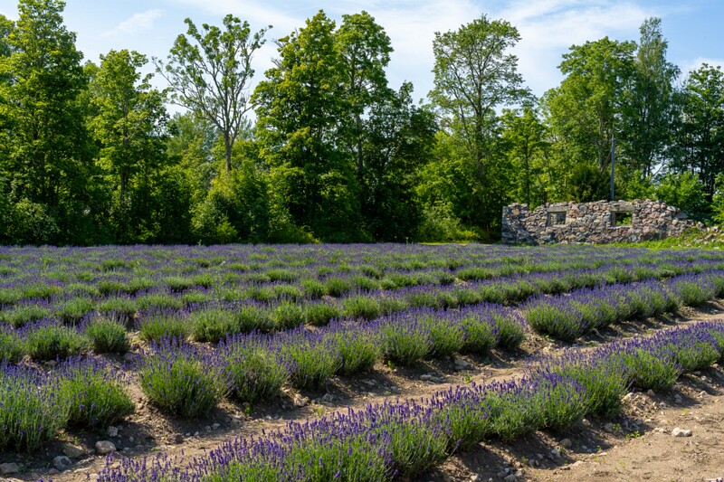 sootsu-lavendel- 2023-07-15 1-11