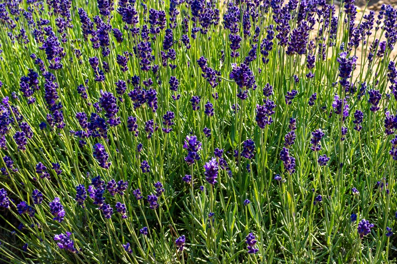 sootsu-lavendel- 2023-07-15 1-12