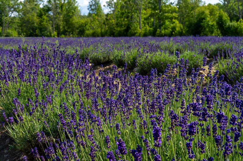 sootsu-lavendel- 2023-07-15 1-15