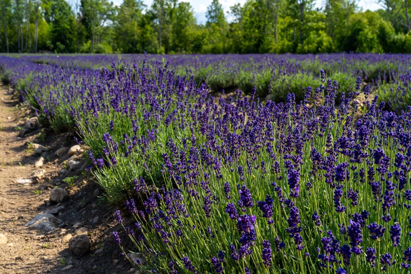 sootsu-lavendel- 2023-07-15 1-17