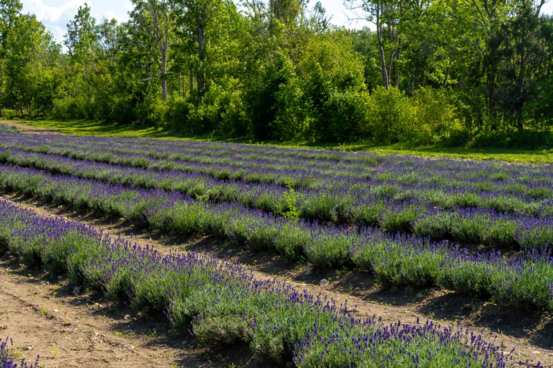 sootsu-lavendel- 2023-07-15 1-18