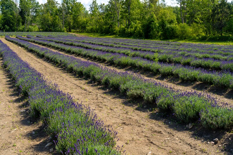 sootsu-lavendel- 2023-07-15 1-19