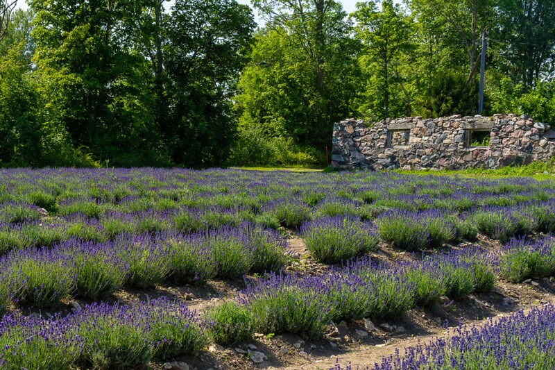 sootsu-lavendel- 2023-07-15 1-2