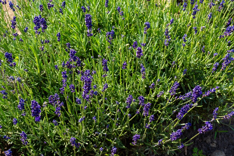 sootsu-lavendel- 2023-07-15 1-20