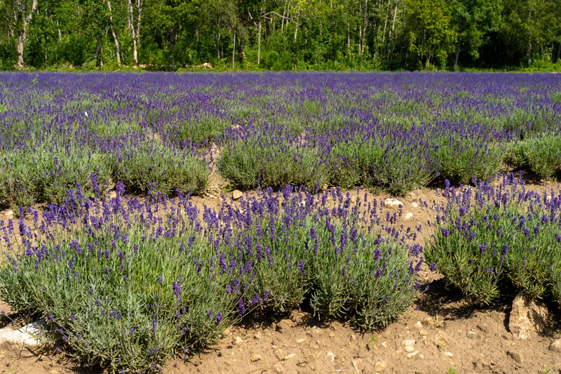 sootsu-lavendel- 2023-07-15 1-22