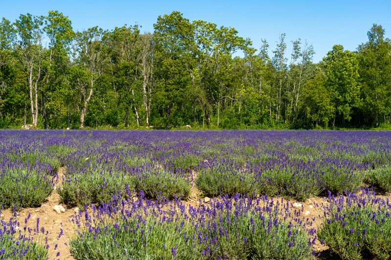 sootsu-lavendel- 2023-07-15 1-25