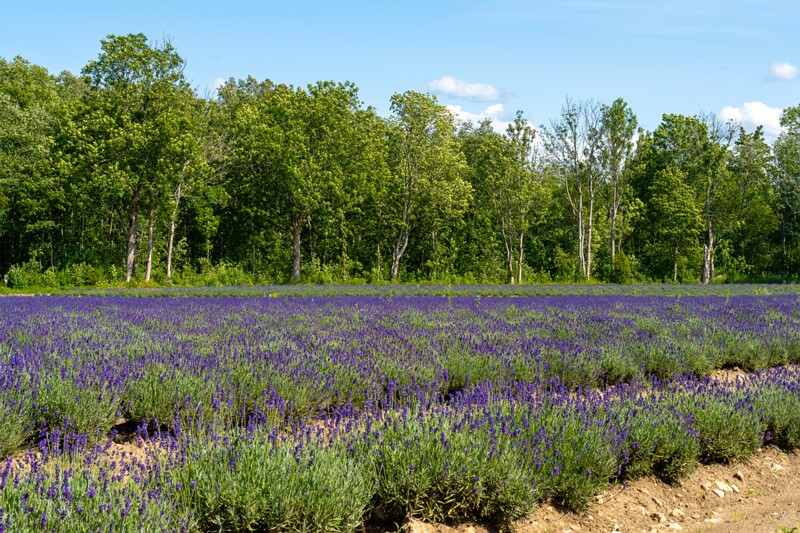 sootsu-lavendel- 2023-07-15 1-27