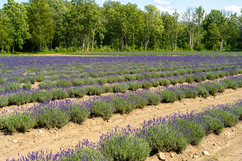 sootsu-lavendel- 2023-07-15 1-28