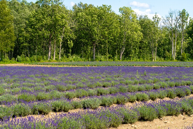 sootsu-lavendel- 2023-07-15 1-30