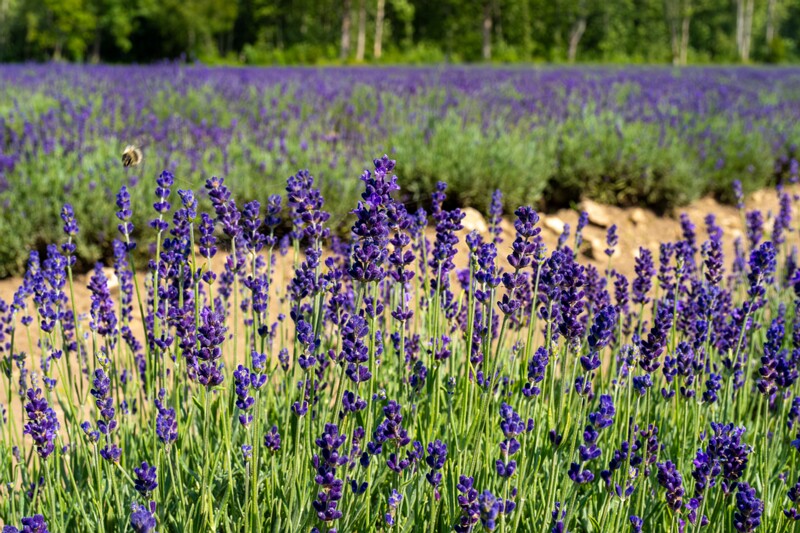 sootsu-lavendel- 2023-07-15 1-32