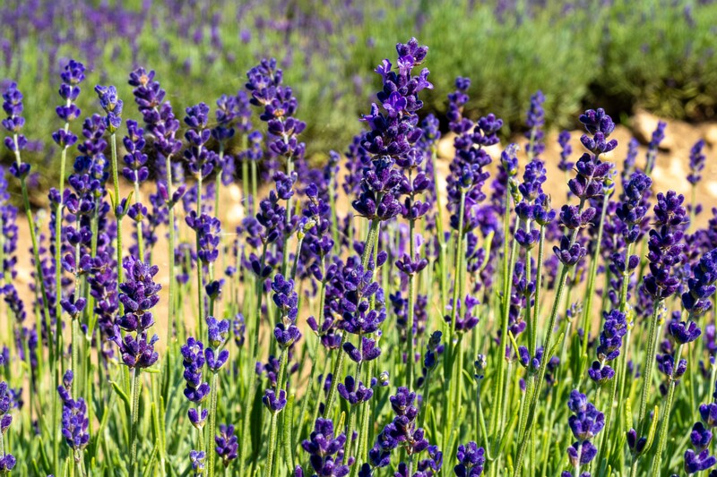 sootsu-lavendel- 2023-07-15 1-33