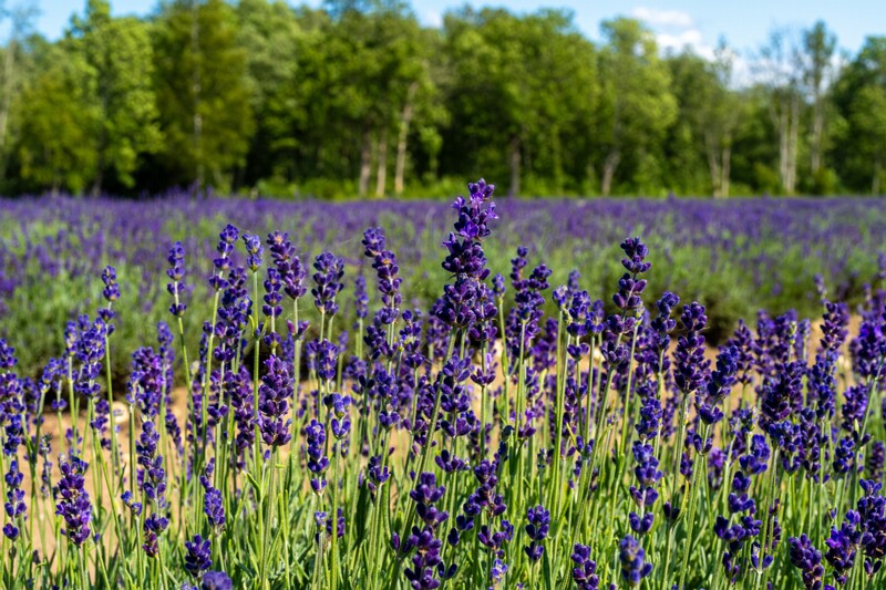 sootsu-lavendel- 2023-07-15 1-35