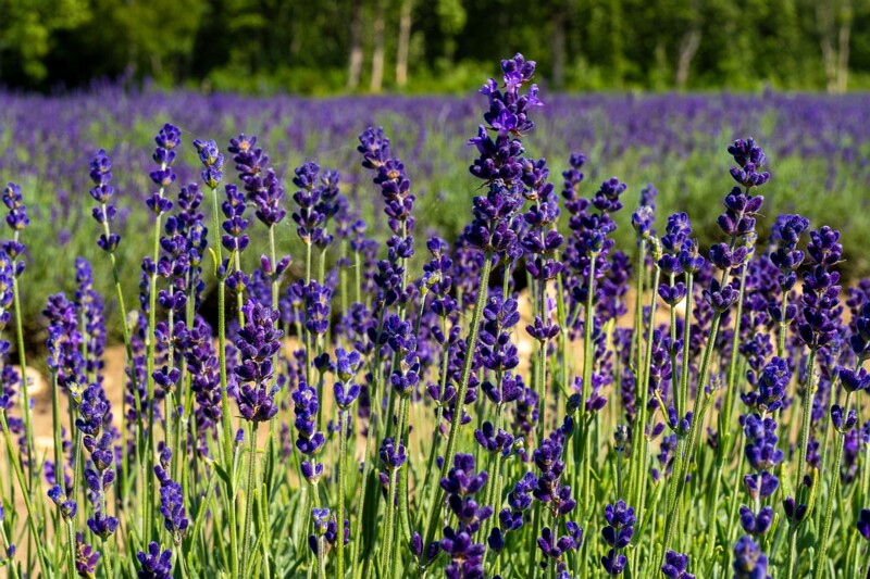 sootsu-lavendel- 2023-07-15 1-36