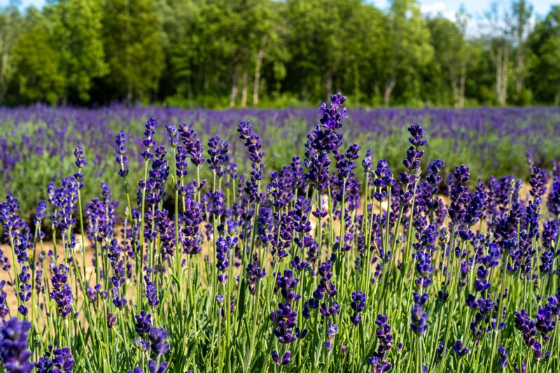 sootsu-lavendel- 2023-07-15 1-37