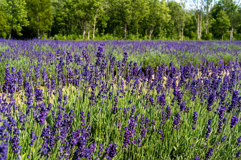 sootsu-lavendel- 2023-07-15 1-38