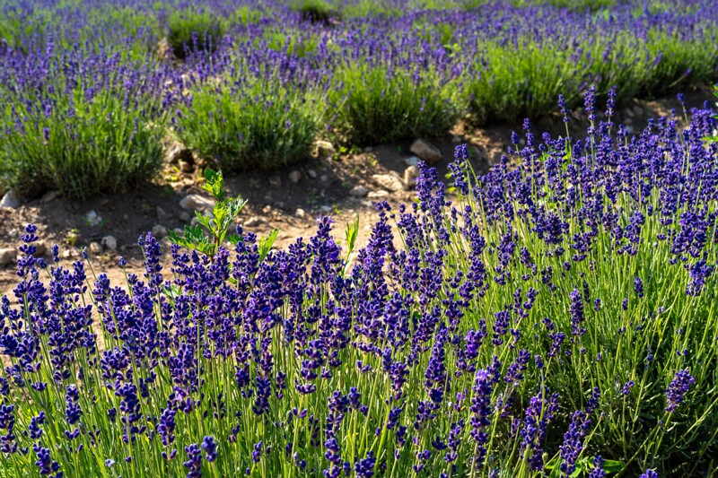 sootsu-lavendel- 2023-07-15 1-4