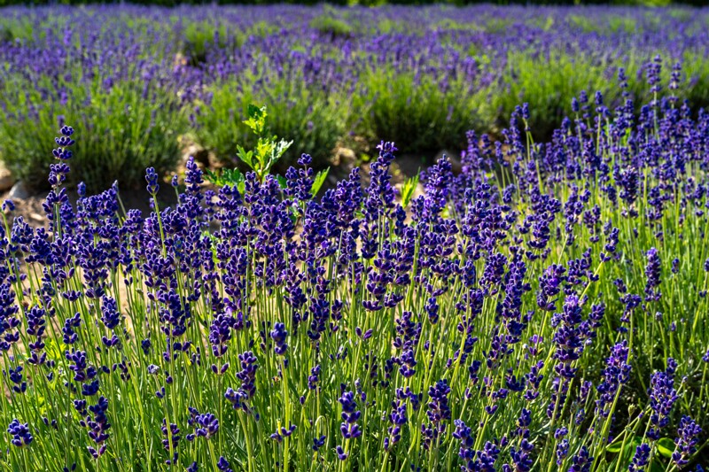 sootsu-lavendel- 2023-07-15 1-6