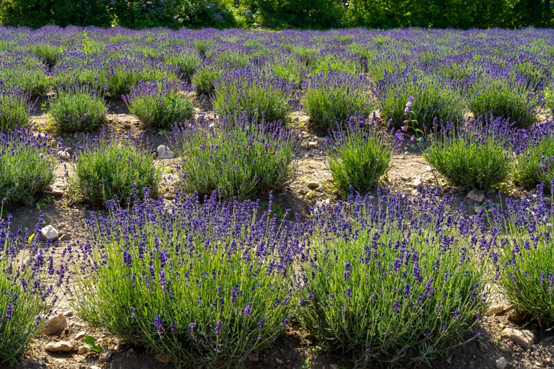 sootsu-lavendel- 2023-07-15 1-7