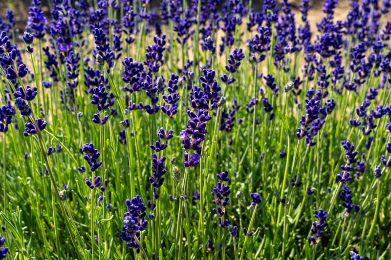 sootsu-lavendel- 2023-07-15 1-9